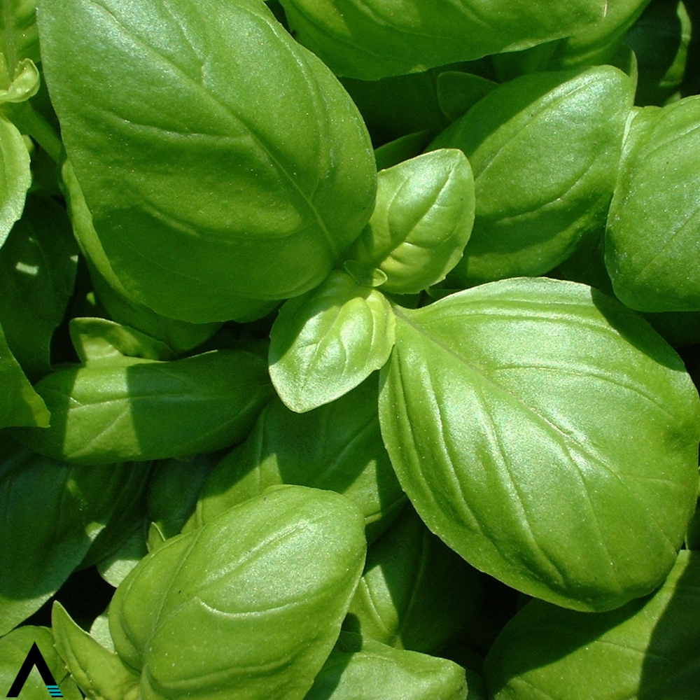 albahaca