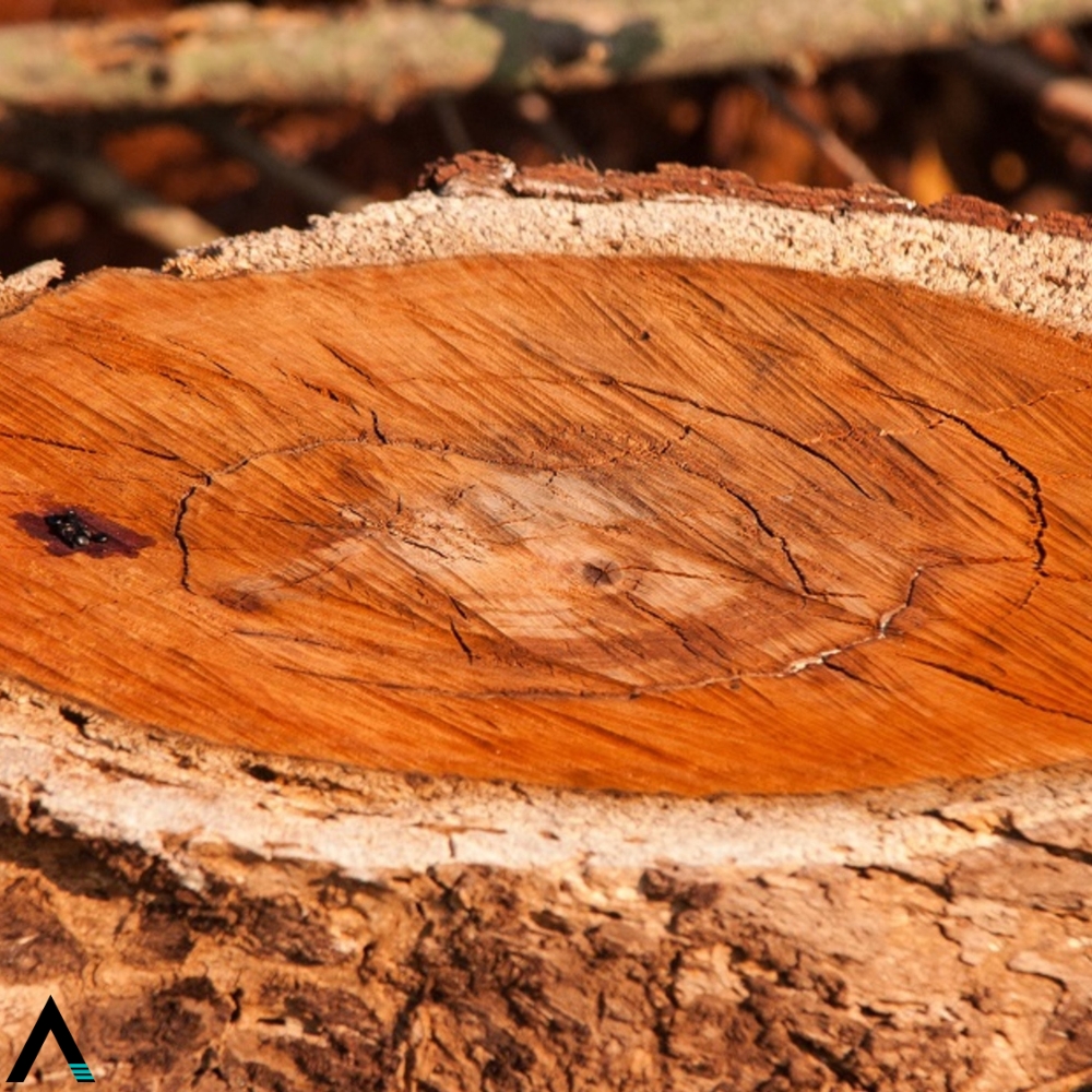 caoba