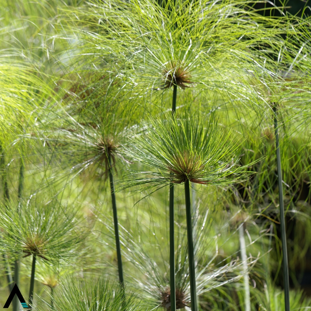 papiro