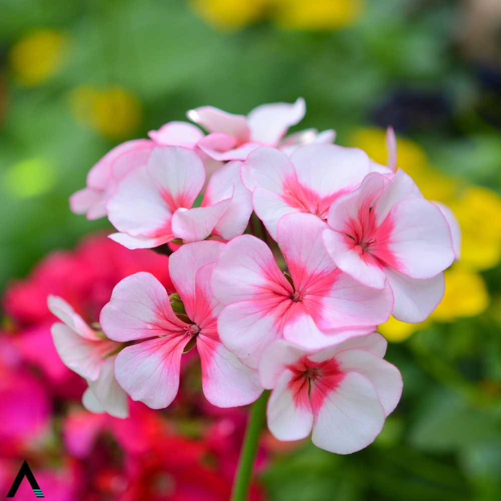 pelargonio