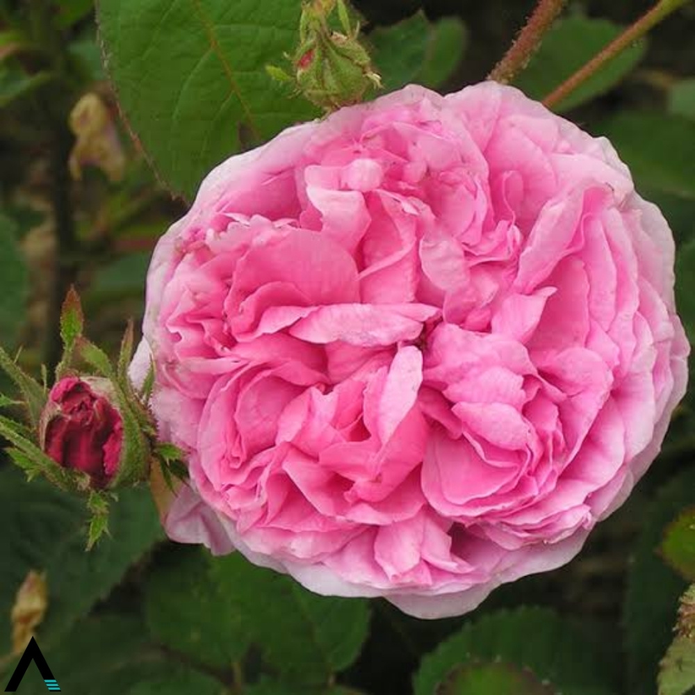 rosacentifolia