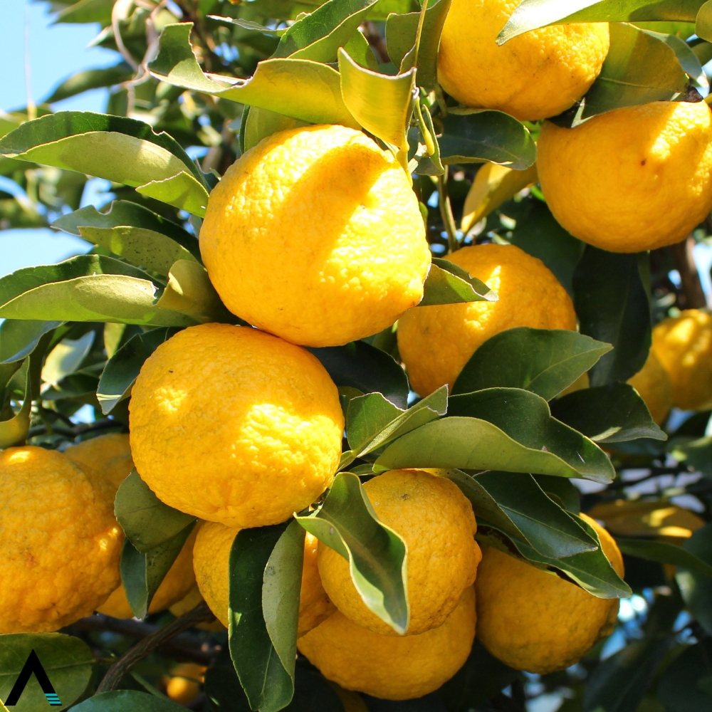 yuzu