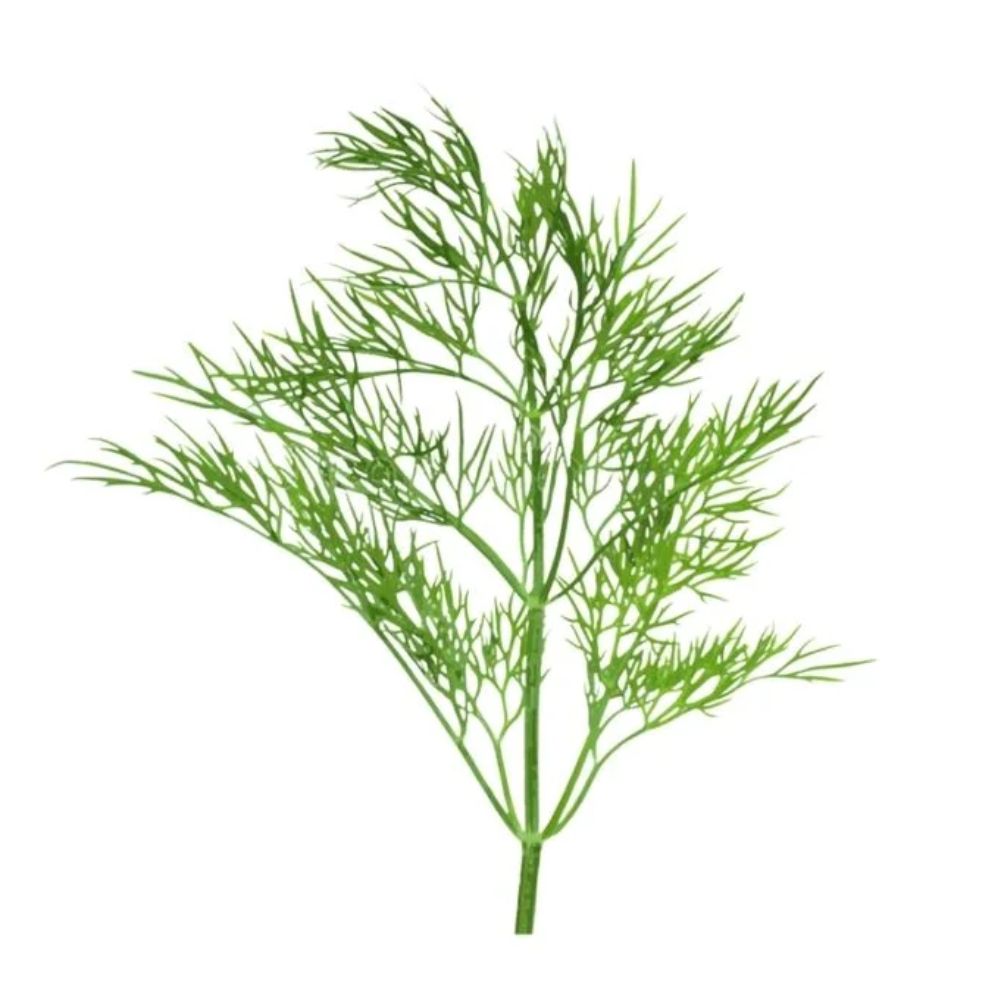 Abrotano
