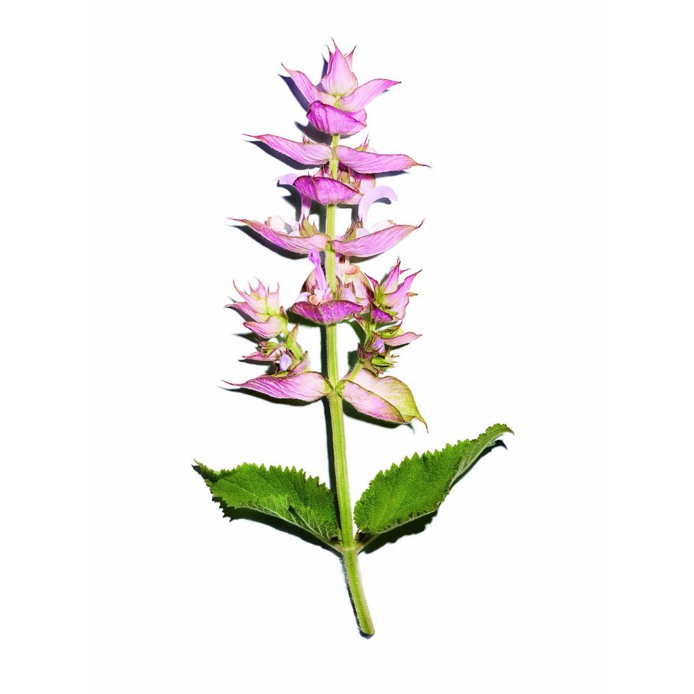 Esclarea