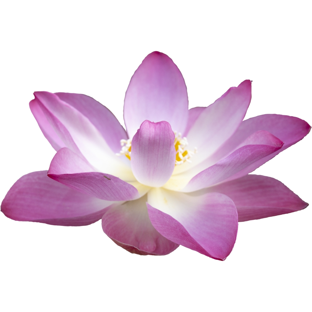Flor_de_loto