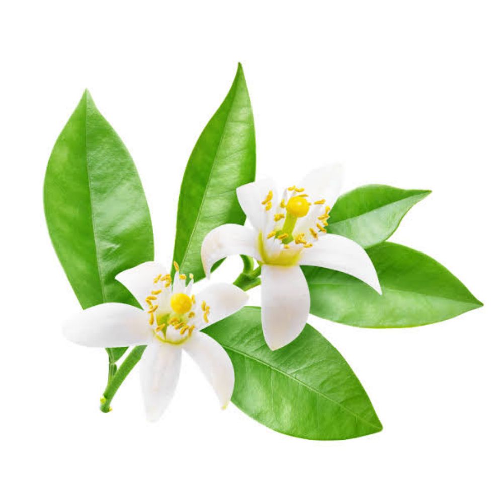 Flor_de_naranjo