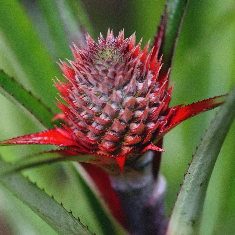 Flor_de_pina