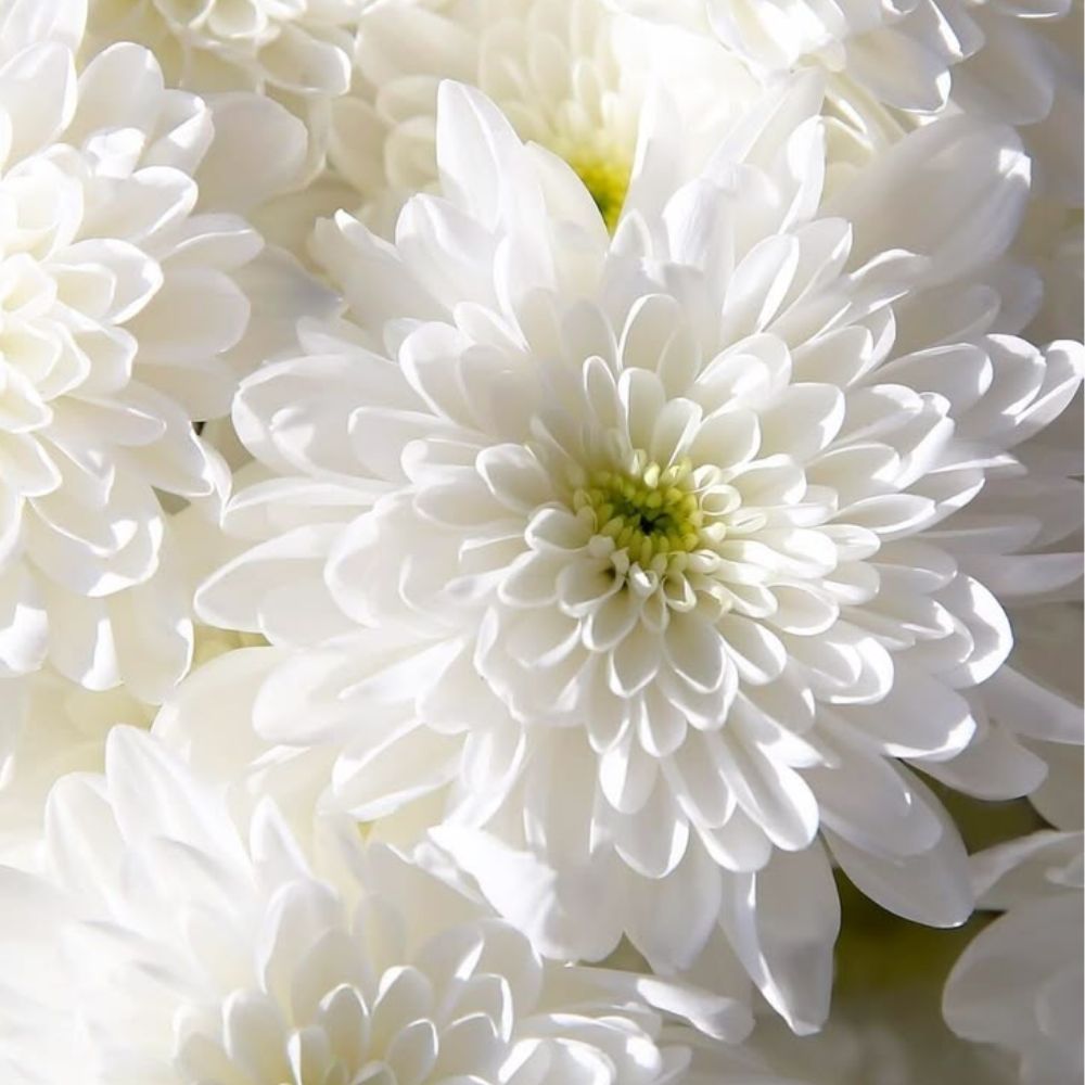 Flores_blancas