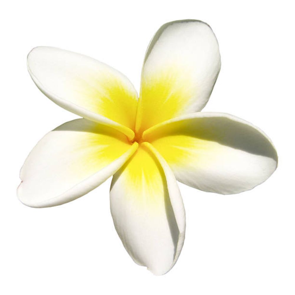 Frangipani
