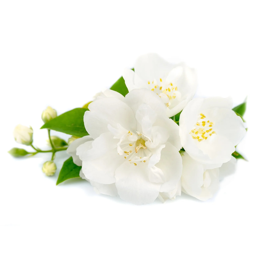 Gardenia