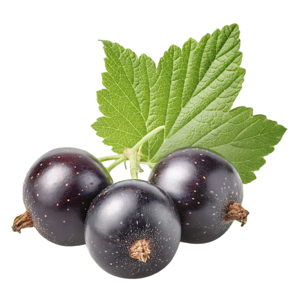 Grosella_negra