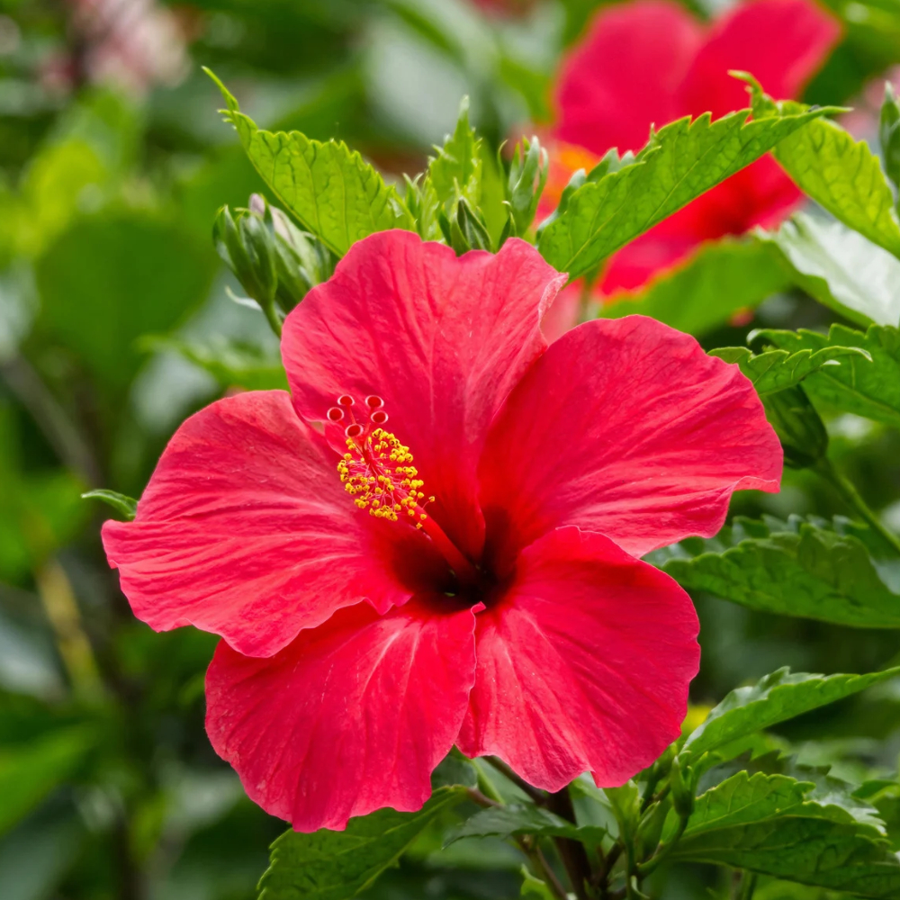 Hibisco