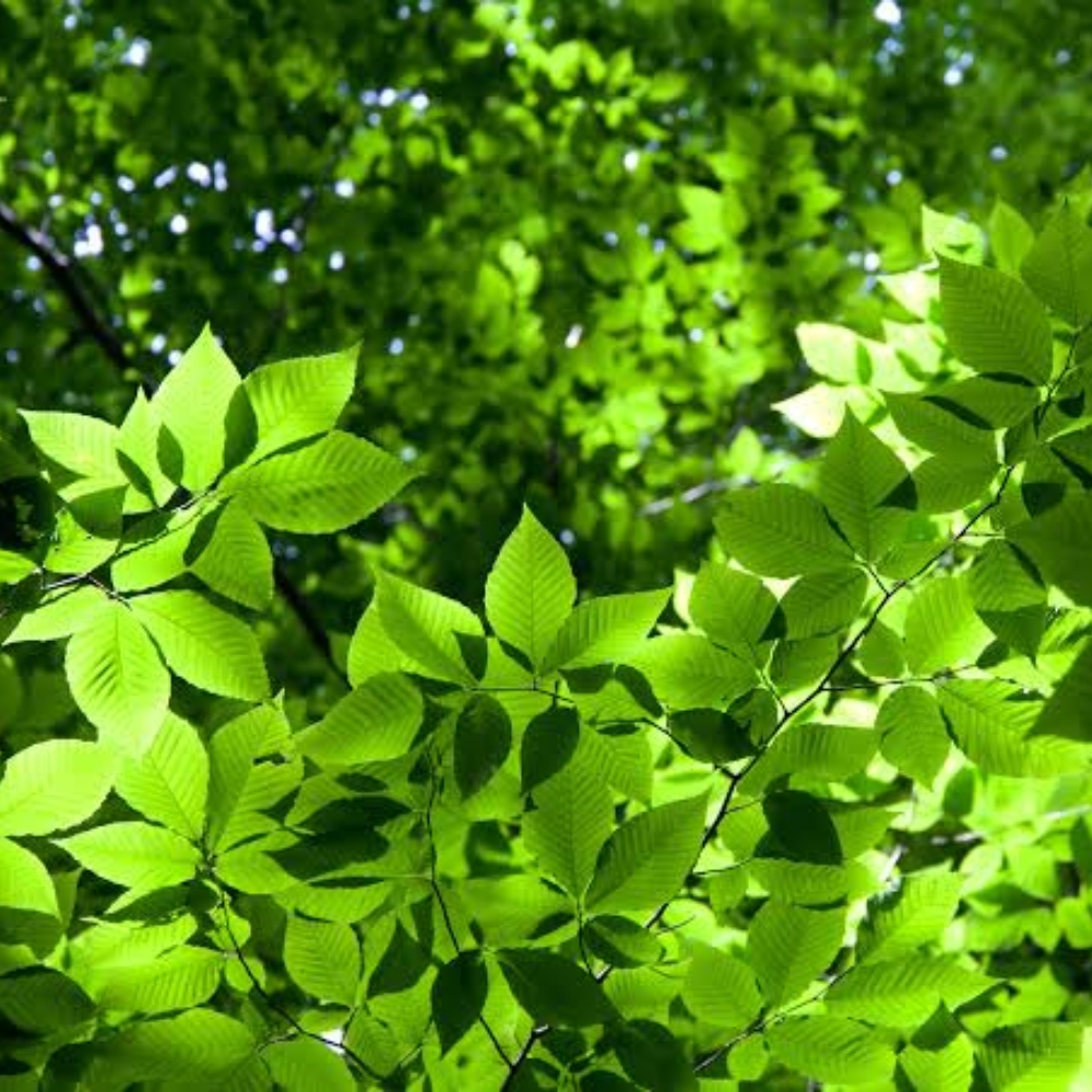 Hojas_verdes