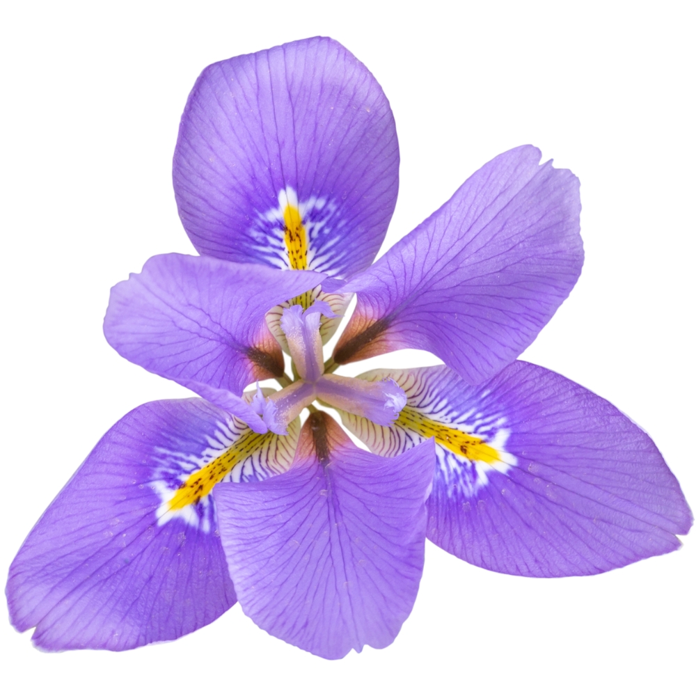Iris