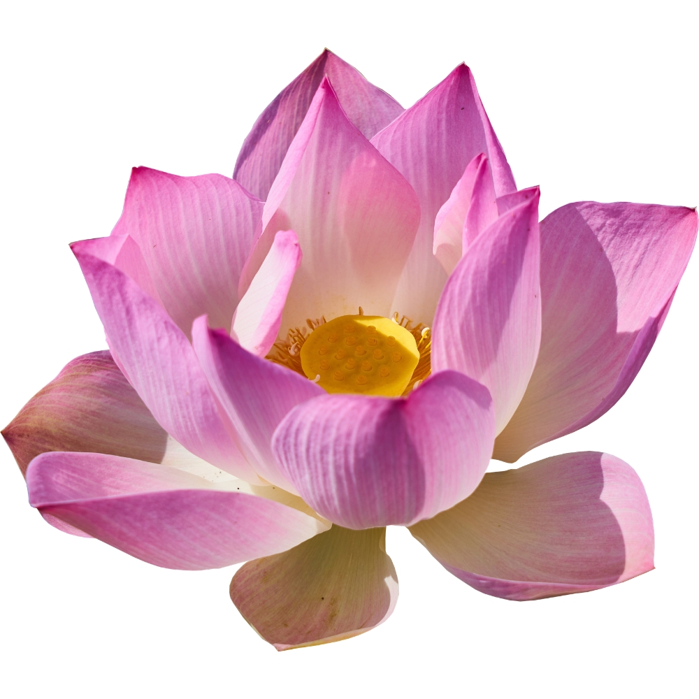 Lotus