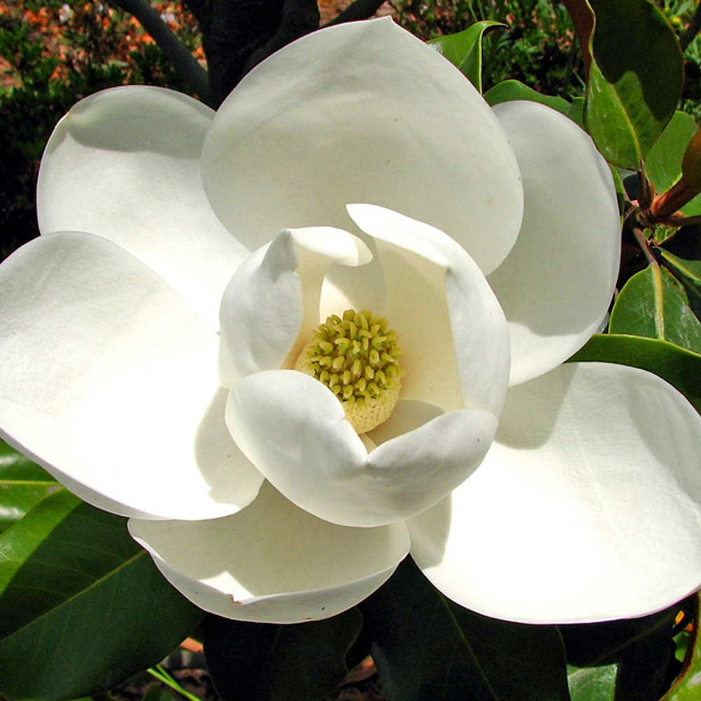 Magnolia