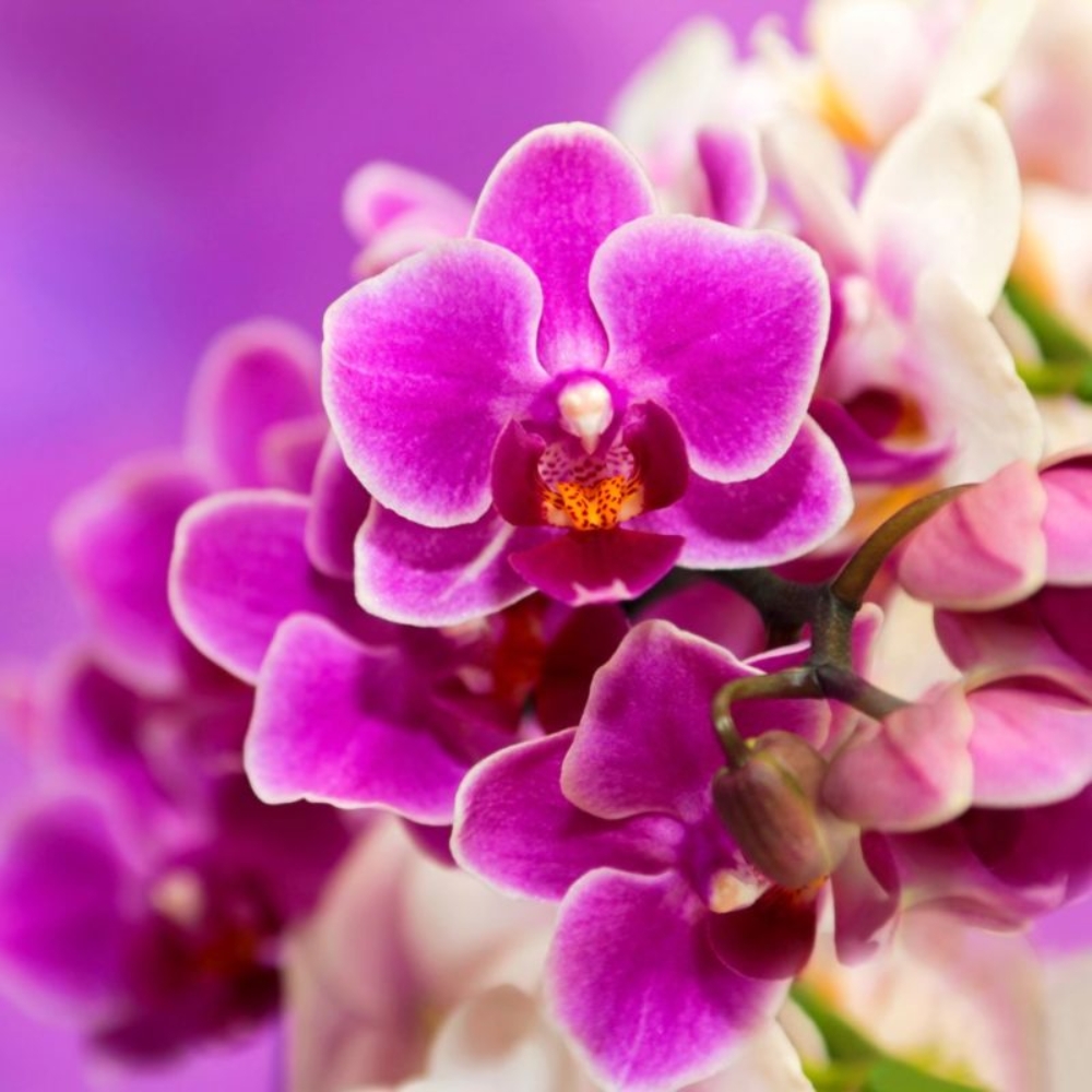 Orquidea