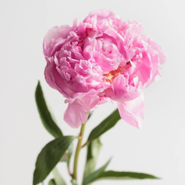 Peonia