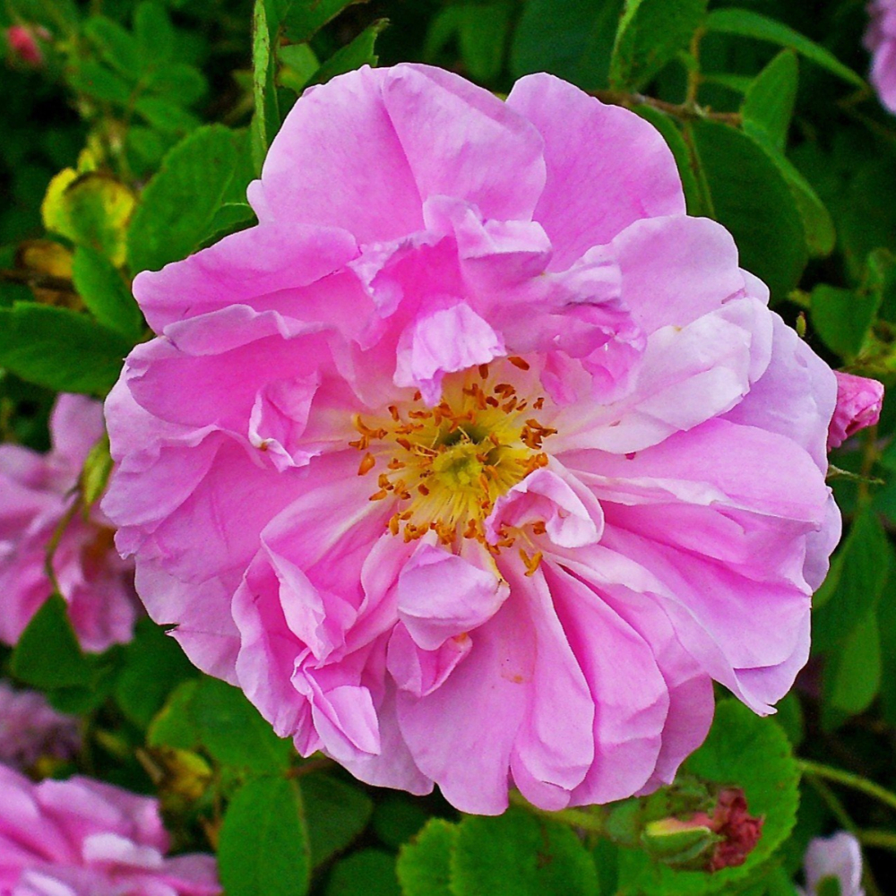 Rosa_de_damasco
