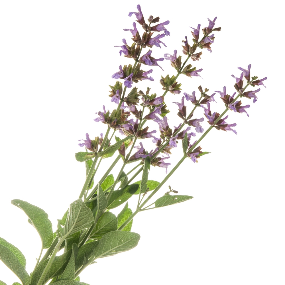 Salvia