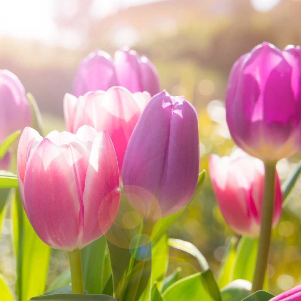 Tulipan