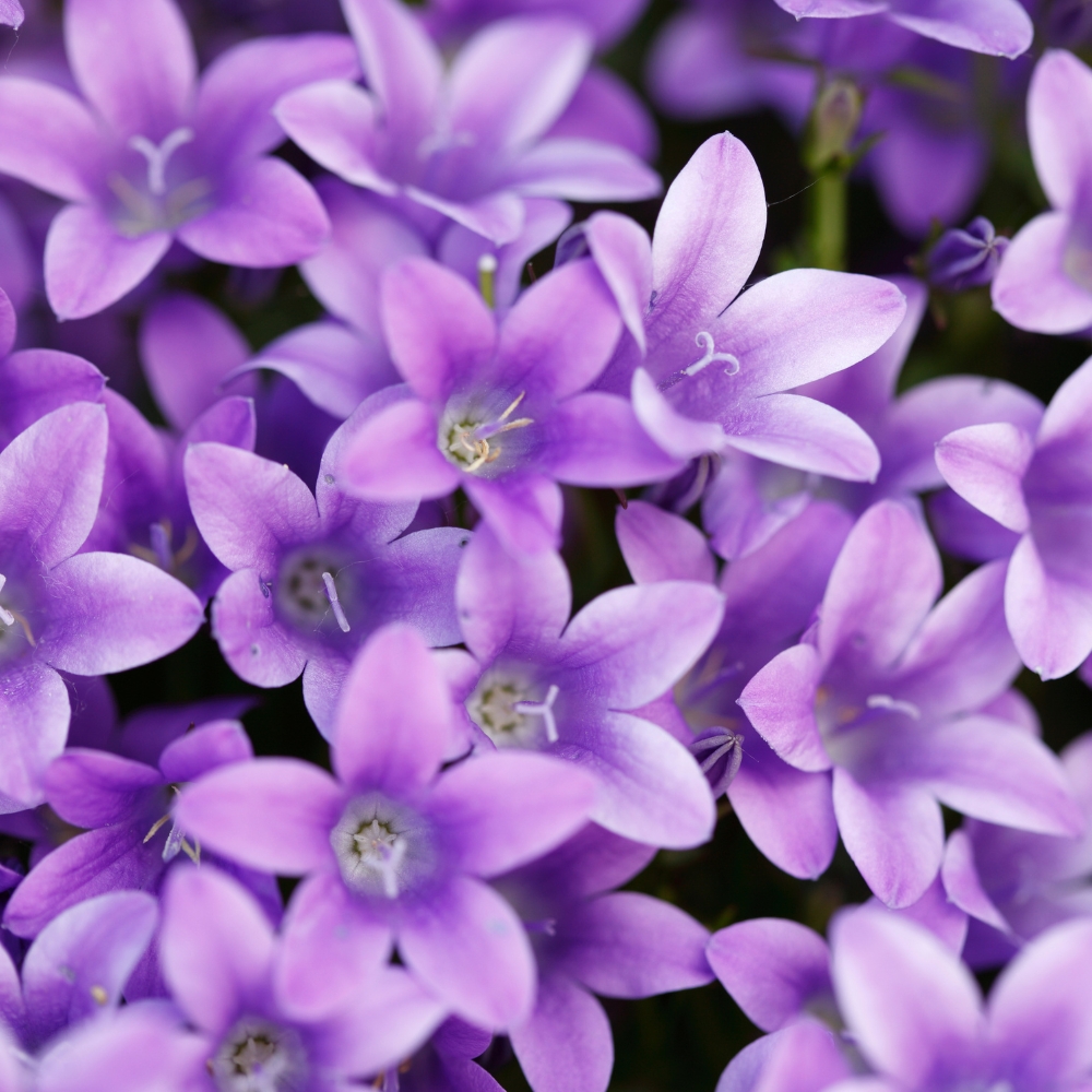 Violeta